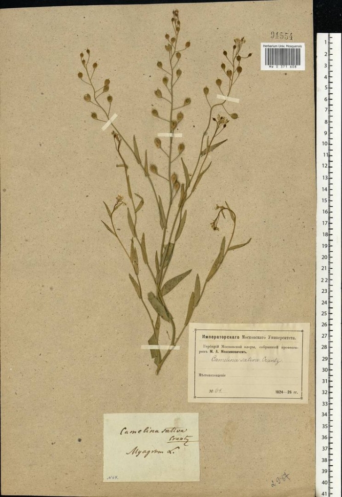 Пастушья сумка трава гербарий