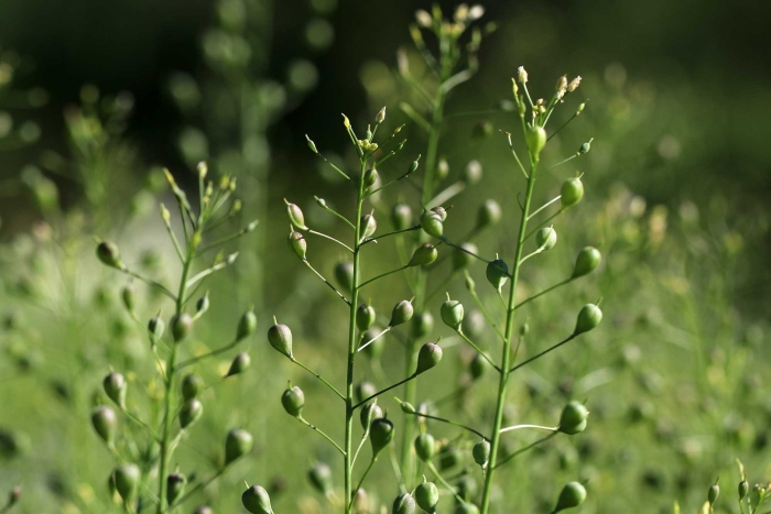 Camelina sativa