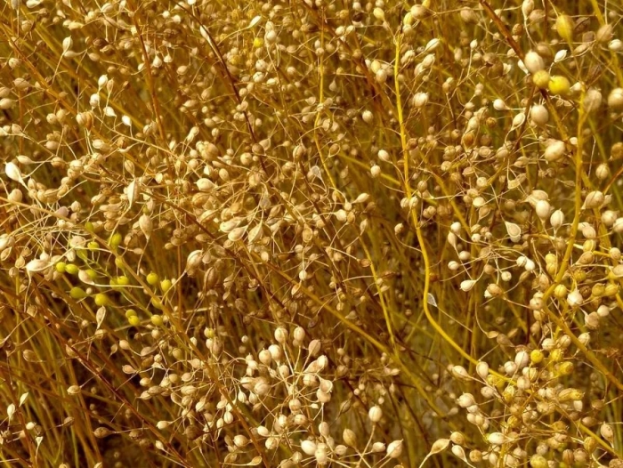 Рыжик озимый