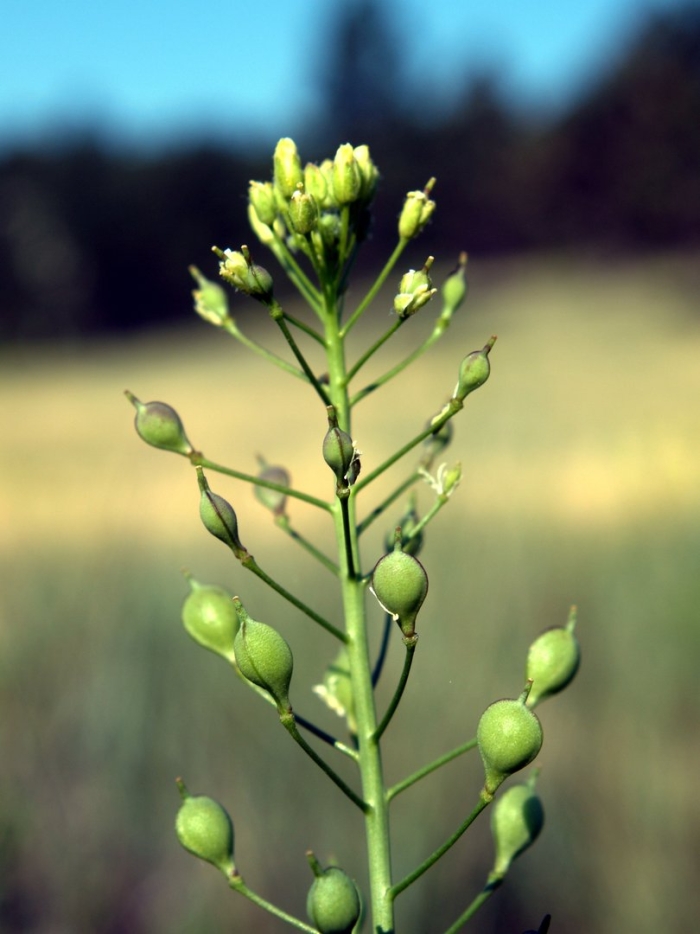 Рыжик мелкоплодный camelina microcarpa andrz.