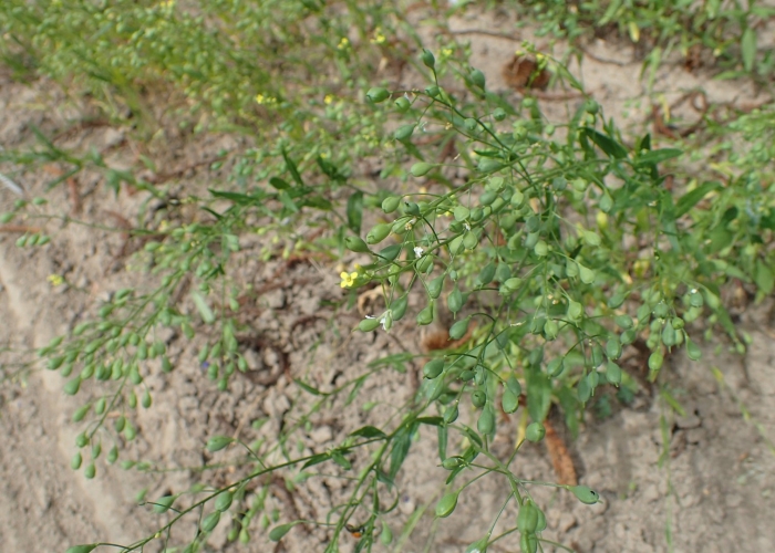 Растение мелколепестник канадский