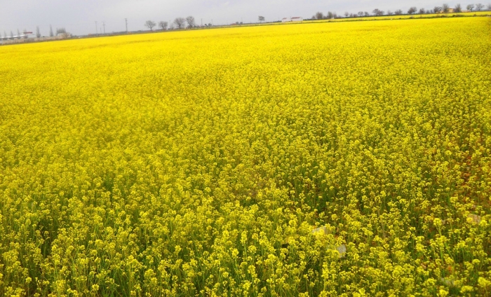 Сидерат горчица белая