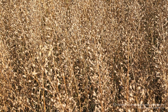 Рыжик масличная культура