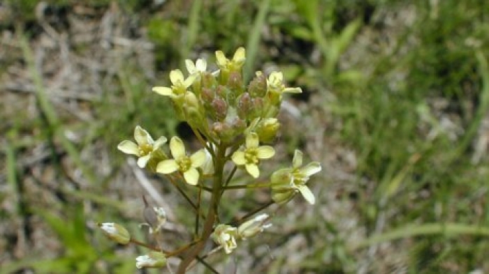 Camelina microcarpa