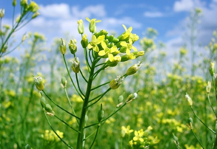 Рыжик посевной