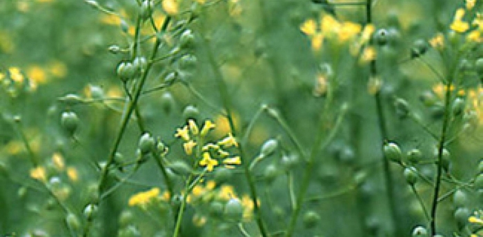 Camelina рыжик