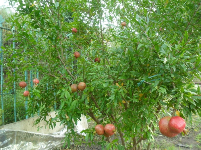 Гранат гюлоша