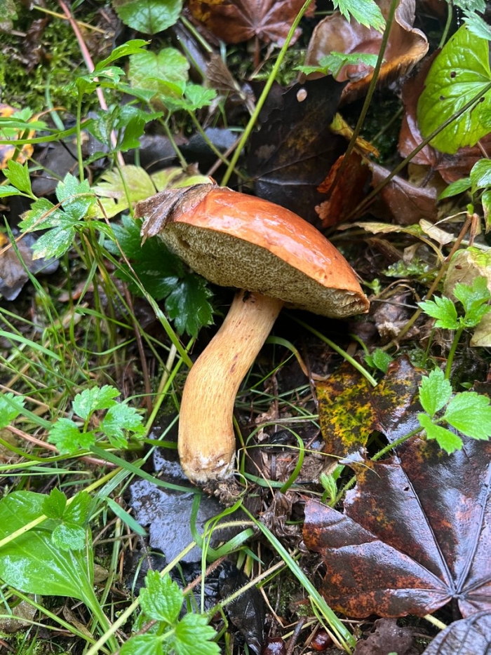 Польские грибы