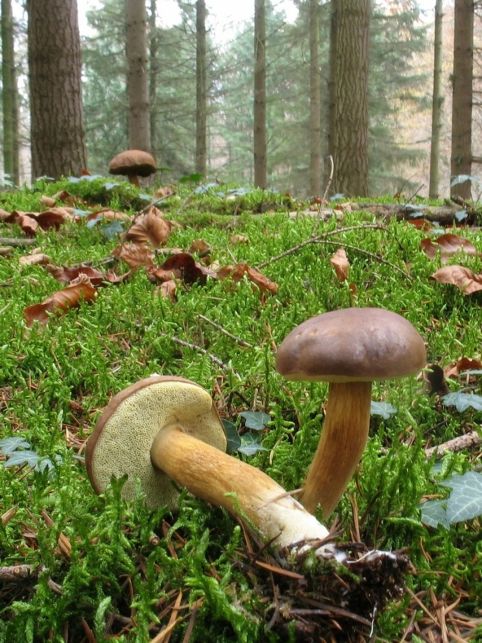 Маслёнок пластинчатый гриб