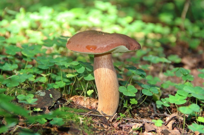 Гриб польский боровик