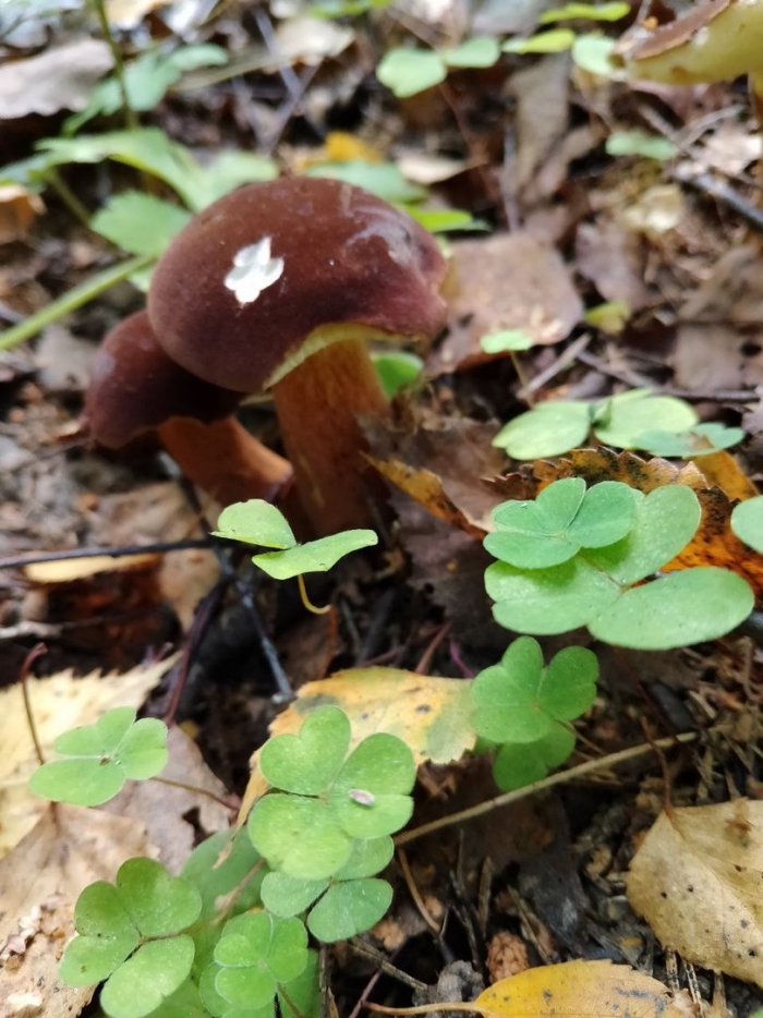 Поддубник гриб