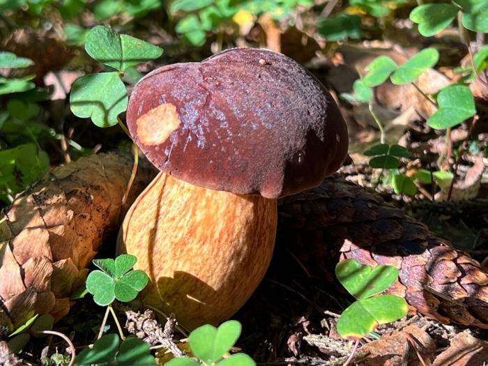 Польский гриб грибы