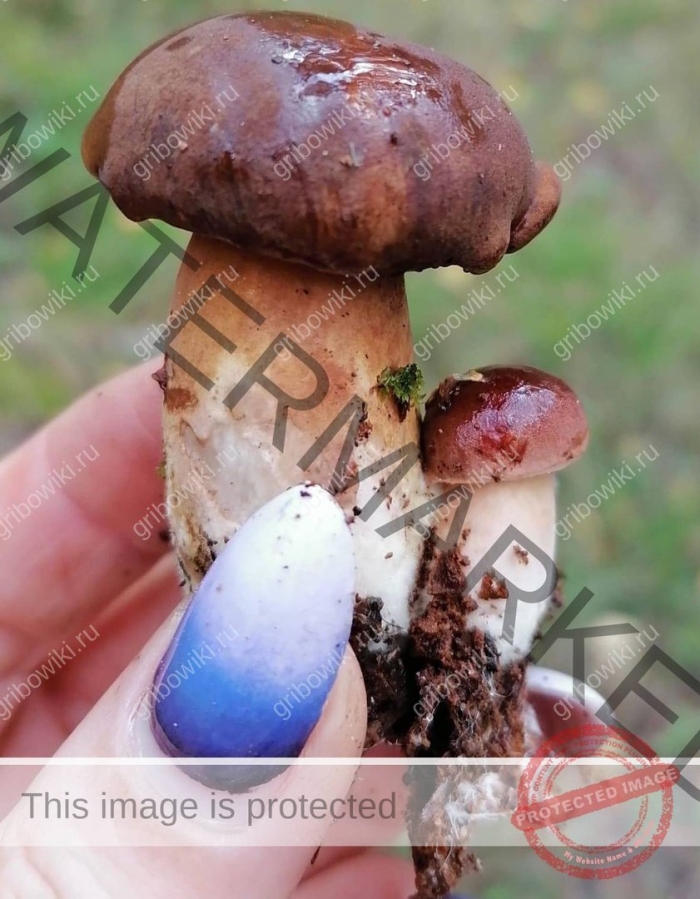 Маслёнок обыкновенный гриб