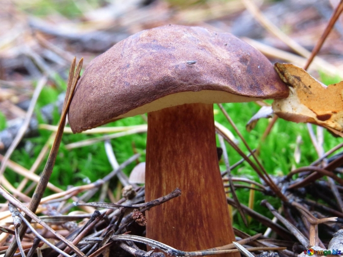 Моховик польский гриб