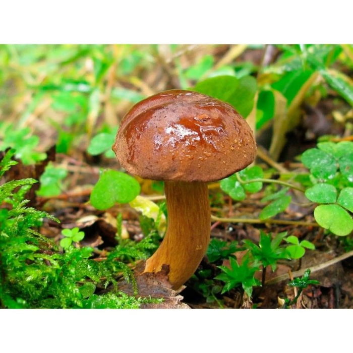 Моховик польский гриб