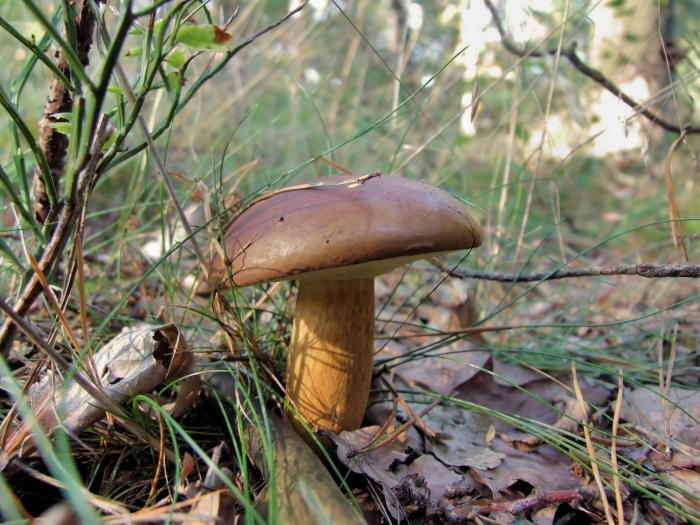 Xerocomus badius гриб