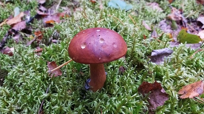 Польские грибы