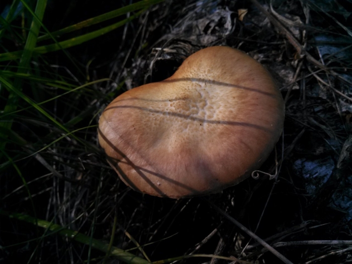 Гриб просянка