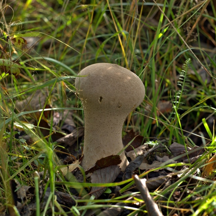 Гриб просянка