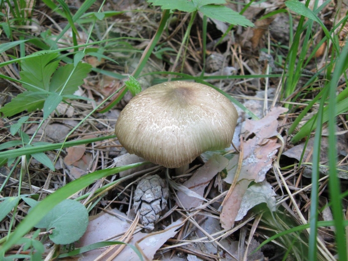 Грибы коллибия широкопластинчатая