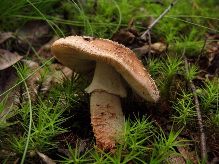 Гриб amanita rubescens