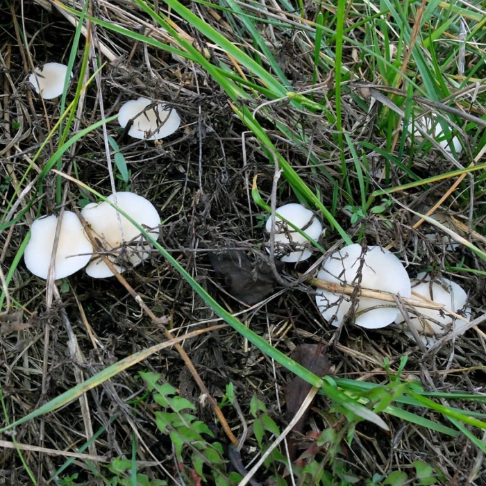 Говорушка беловатая ядовитая