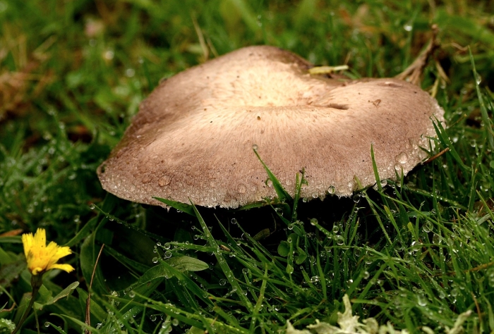 Гриб просянка