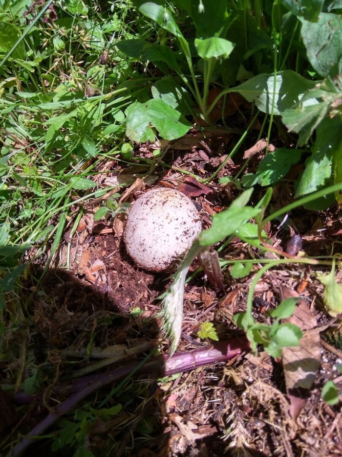 Веселка обыкновенная