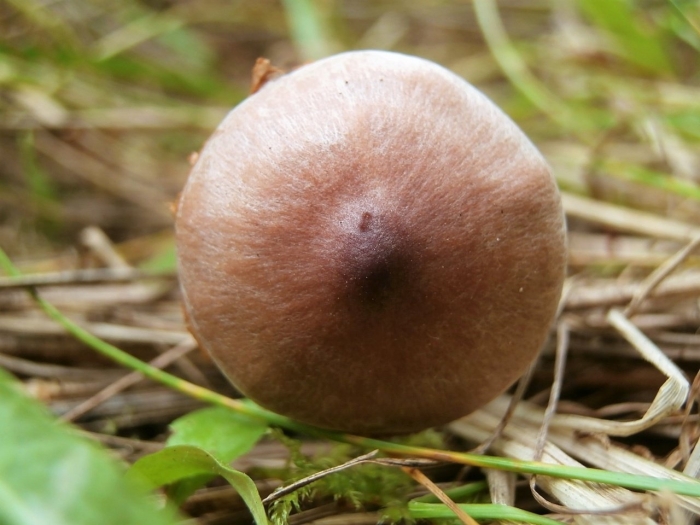 Пластинчатые грибы