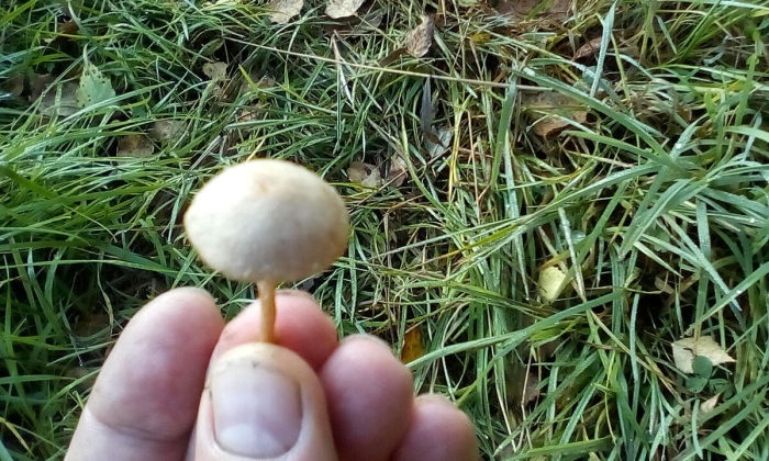 Грибы растущие на полях