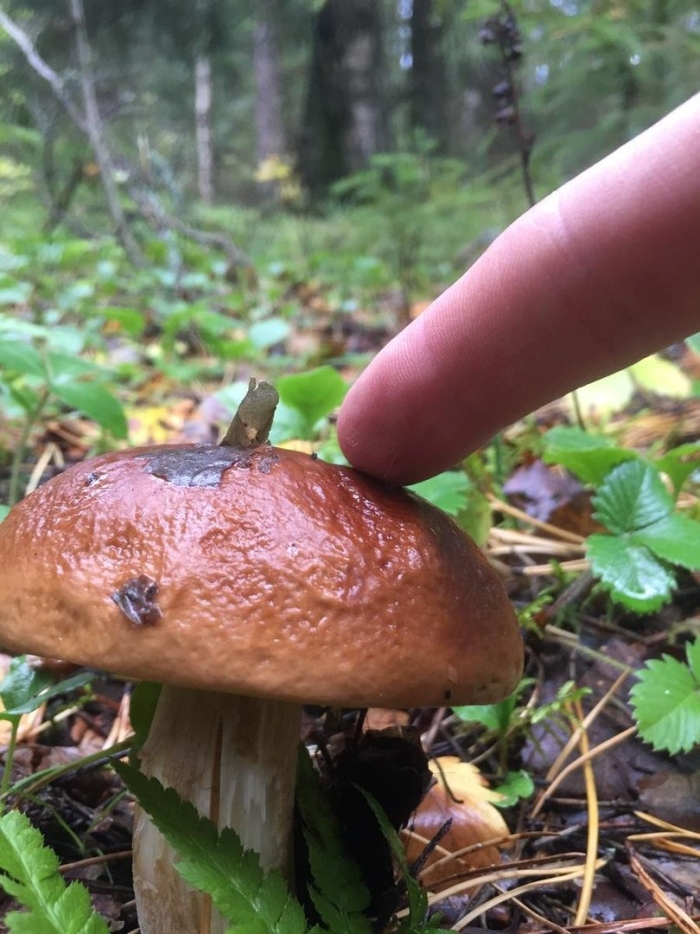 Гриб в лесу