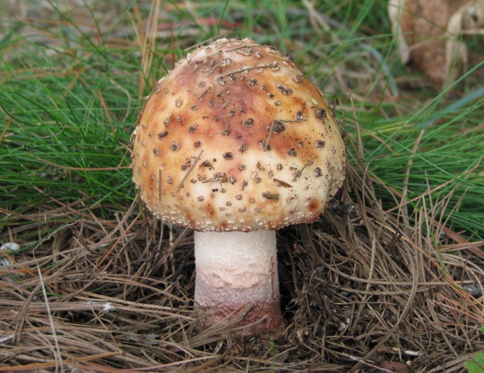 Мухомор серо-розовый amanita rubescens