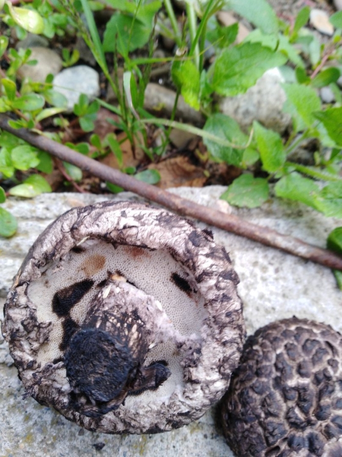 Шишкогриб хлопьеножковый