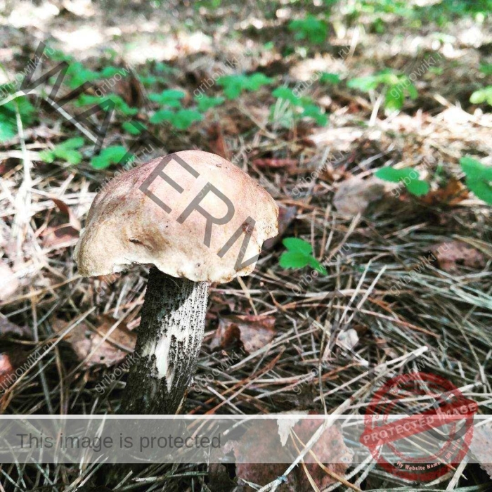 Подберезовик обыкновенный