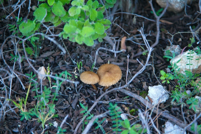 Cystoderma amianthinum