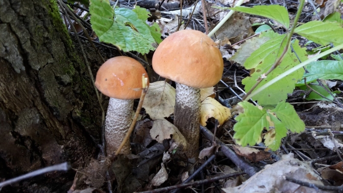 Несъедобные грибы тюменской области