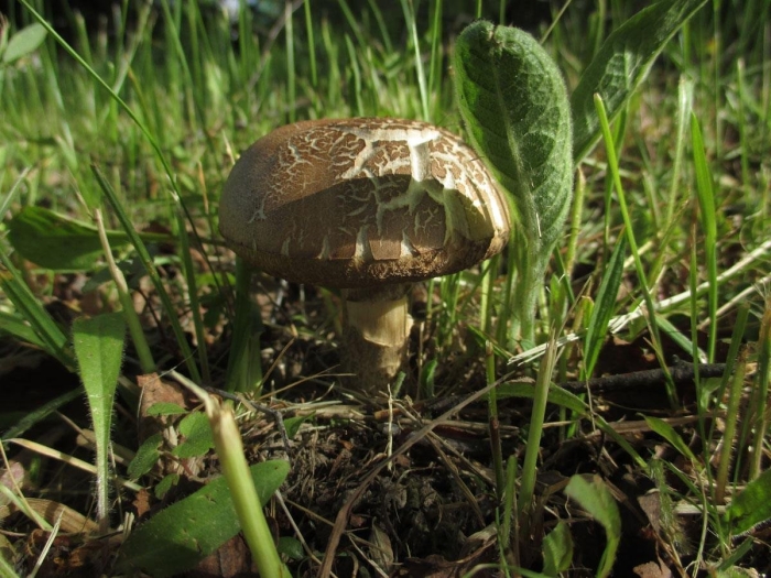 Гриб съедобный