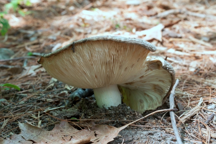 Russula delica (подгруздок белый)