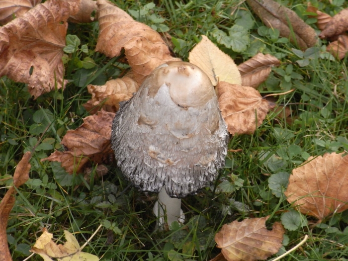Coprinus comatus