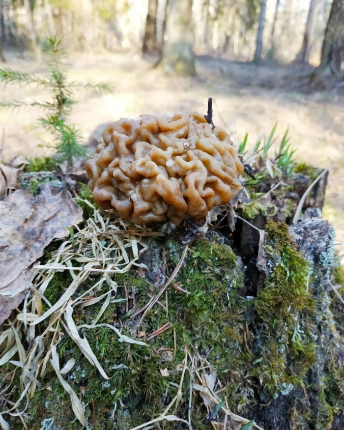 Гриб строчок обыкновенный