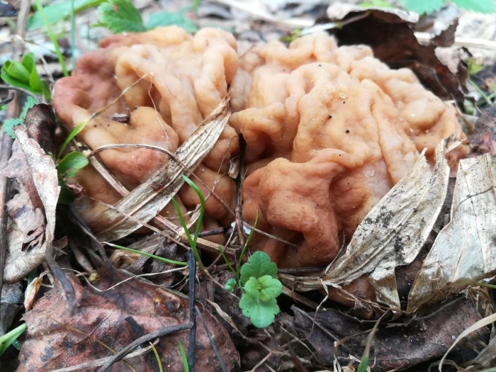 Строчок гриб