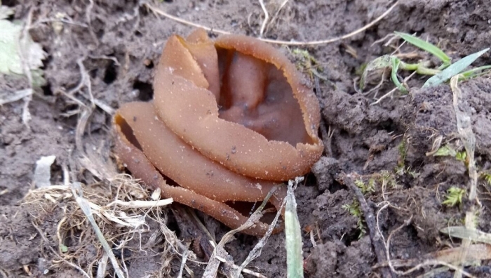 Пецица коричневая (peziza badia