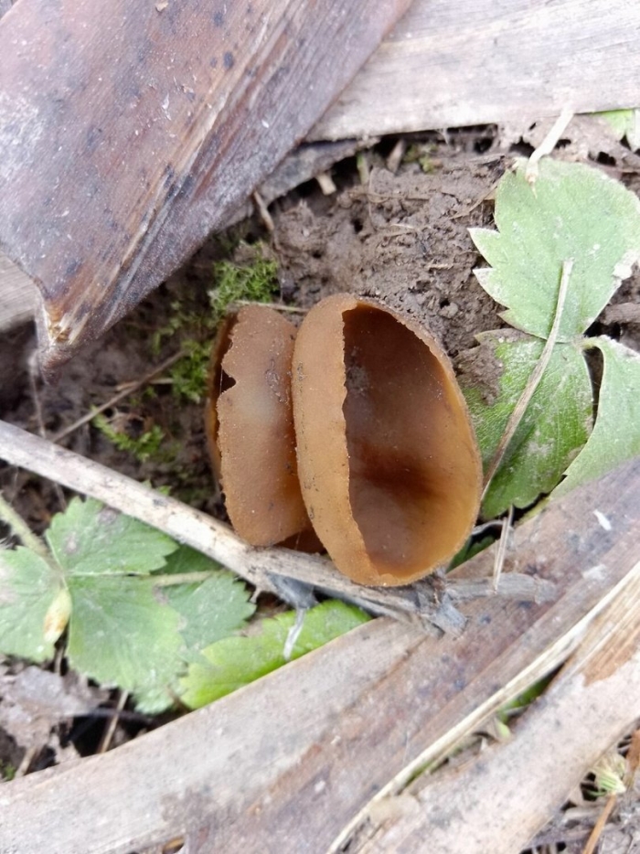 Первые грибы