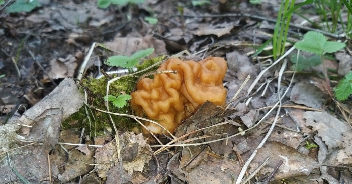 Весенние грибы сморчки и строчки