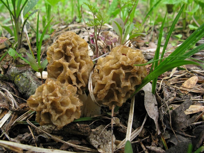 Сморчок степной