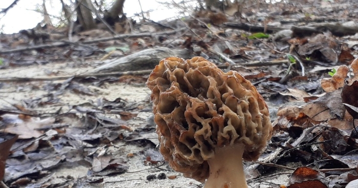 Ложный сморчок гриб