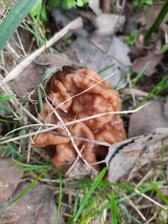 Весенние грибы сморчки