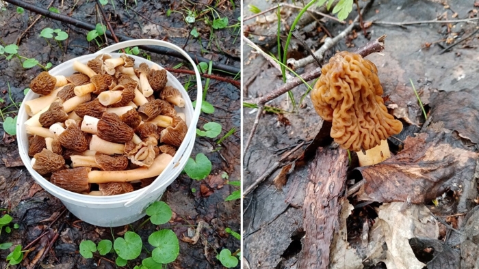 Сморчки гриб