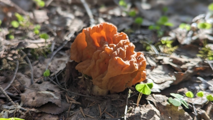 Gyromitra fastigiata