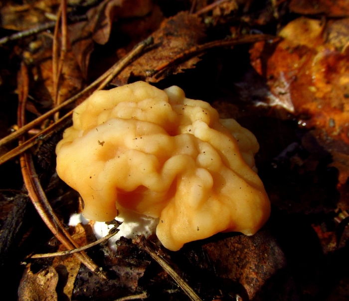 Строчок гриб весенний